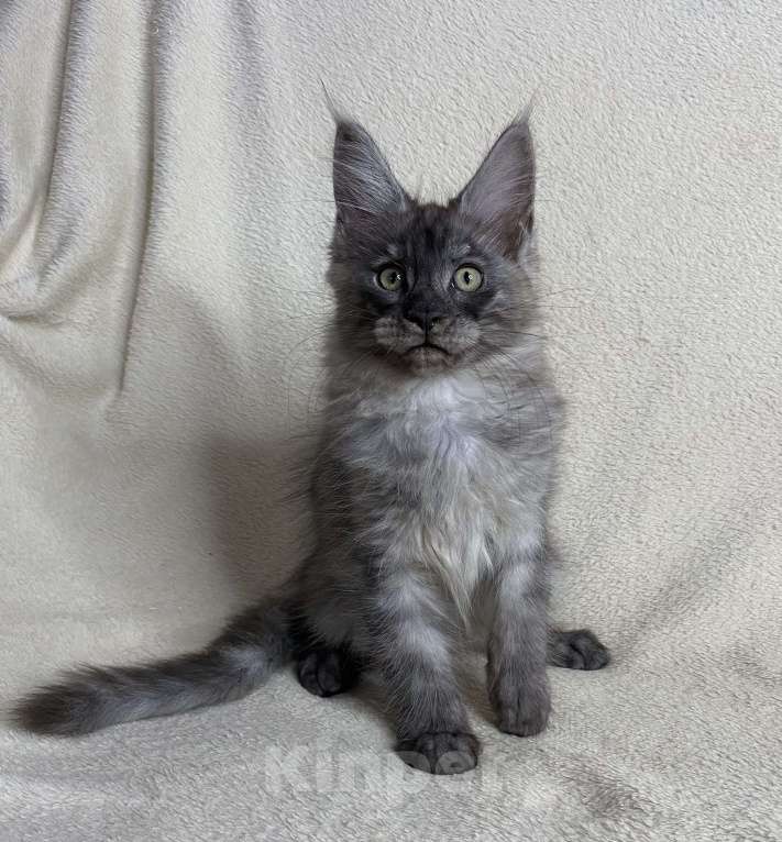 Кошки в Дмитрове: Черный дымчатый мальчик мейн кун Veles Мальчик, 60 000 руб. - фото 3