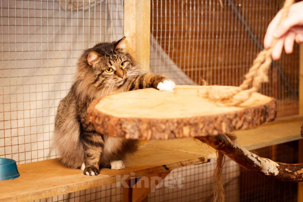 Кошки в Москве: Кот в добрые руки! Мальчик, Бесплатно - фото 8