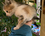Кошки в Краснодаре: Маленькие котята готовы переехать в новый дом Девочка, 100 руб. - фото 1