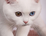 Кошки в Москве: Скоттиш-страйт купить котенка в москве недорого Мальчик, 35 000 руб. - фото 3