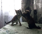 Кошки в Новосибирске: Отдадим котят в добрые руки Девочка, Бесплатно - фото 5