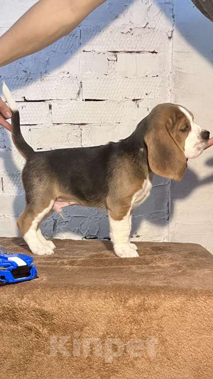 Собаки в Уфе: Виски Делюкс Мальчик, 40 000 руб. - фото 2