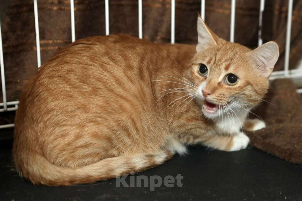 Кошки в Санкт-Петербурге: Котенок Имбирь  Мальчик, Бесплатно - фото 1