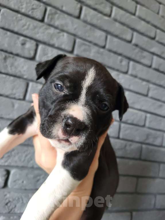 Собаки в других городах Московской области: Щенок стаффордширского терьера  Девочка, 40 000 руб. - фото 3