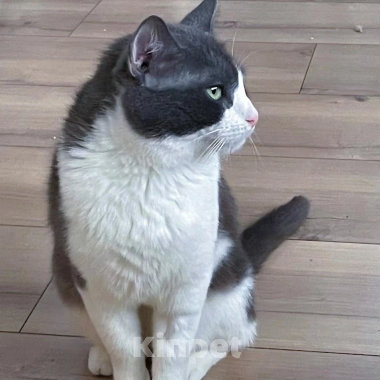 Кошки в Москве: Котика Сахарка хотели усыпить 🆘️ Срочный поиск дома  Мальчик, Бесплатно - фото 2