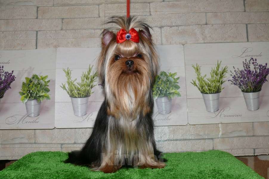 Собаки в Королеве: Девочка йорк, 9 мес. Девочка, 85 000 руб. - фото 9