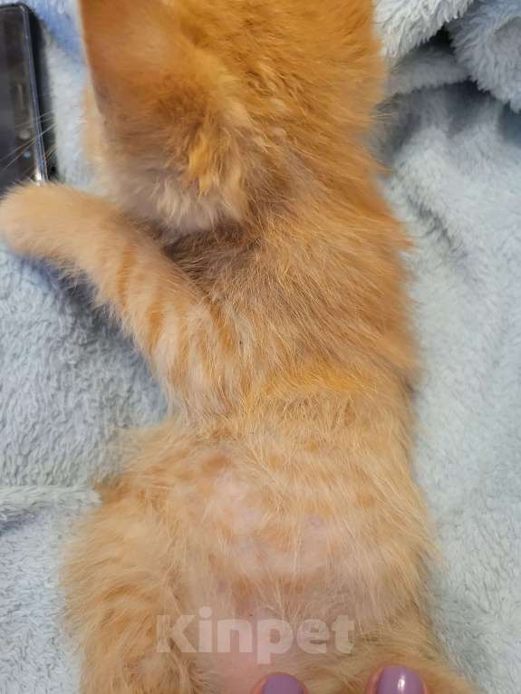 Кошки в Балашихе: Кошечка полностью рыженькая Девочка, 1 руб. - фото 2