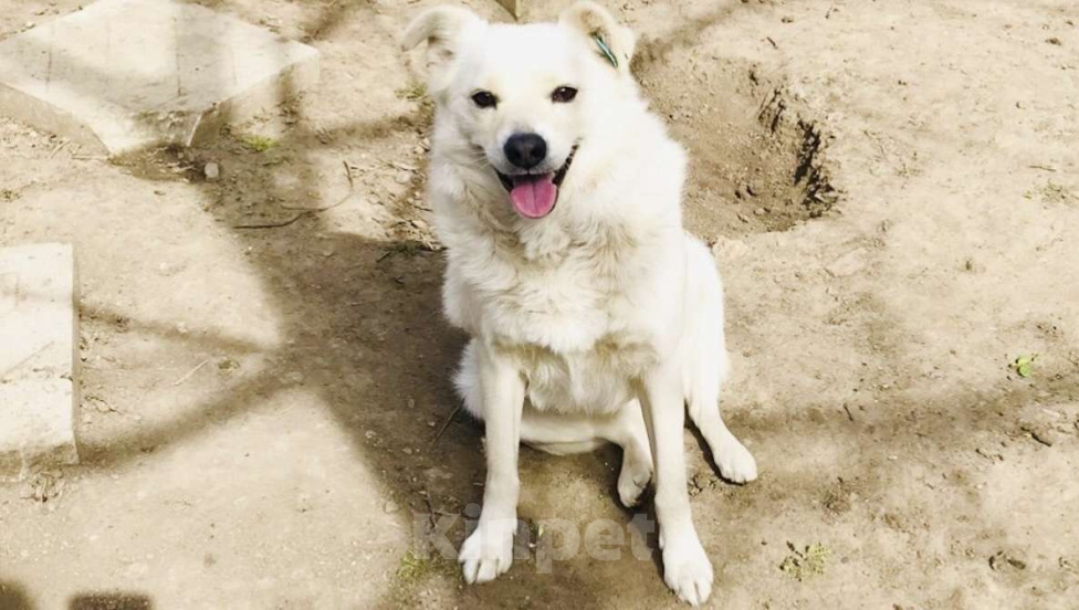 Собаки в Ростове-на-Дону: Бельчонок ищет дом и семью  Мальчик, Бесплатно - фото 2