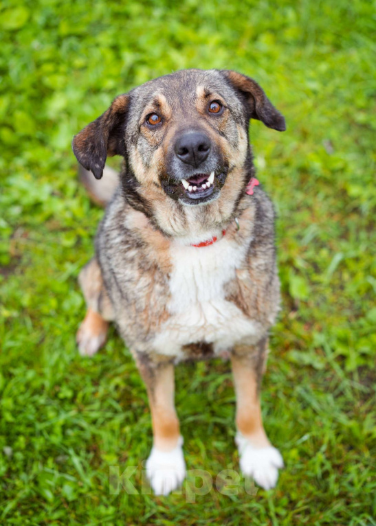 Собаки в Москве: Спокойный, миролюбивый мальчик ищет семью. Собака-компаньон Мальчик, Бесплатно - фото 5