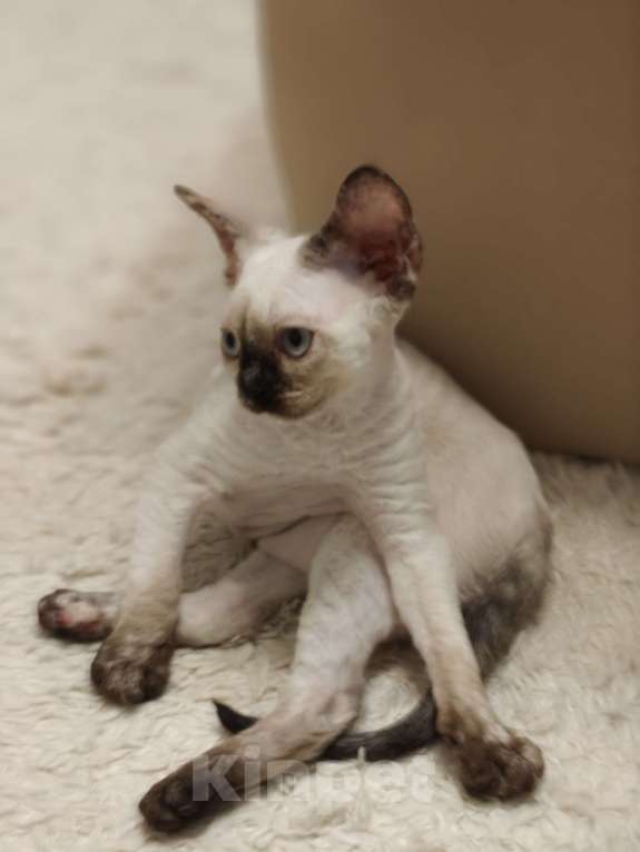 Кошки в Электростали: Кошечка Девон Рекс Девочка, Бесплатно - фото 8