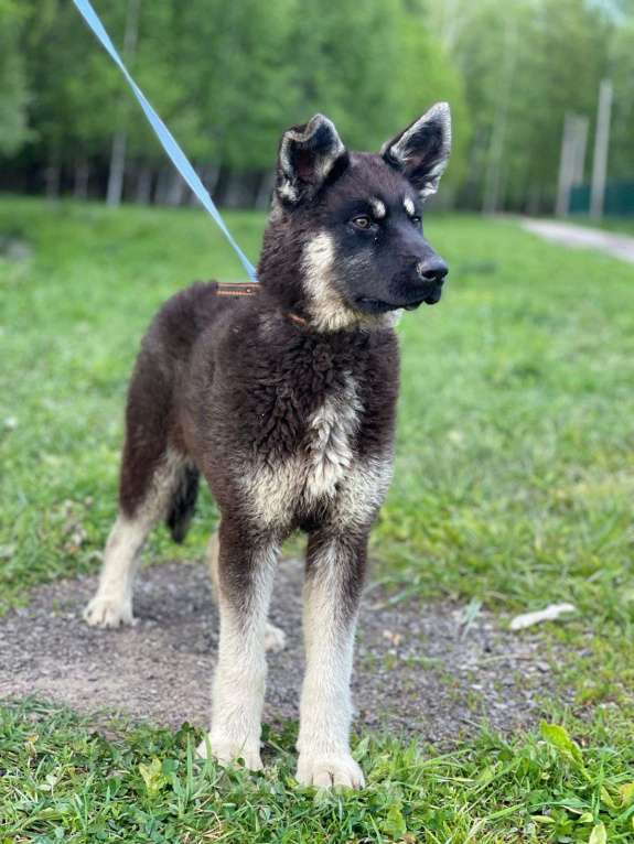 Собаки в Москве: Щенок-подросток в добрые руки Девочка, Бесплатно - фото 5