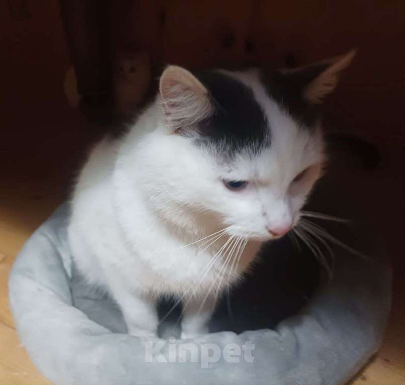 Кошки в Москве: Отдаю кота бесплатно Мальчик, Бесплатно - фото 4