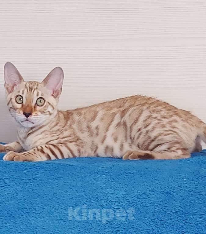 Кошки в Москве: Бенгальский котенок Девочка, 35 000 руб. - фото 4
