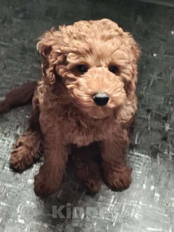 Собаки в Набережных Челнах: Пудель собаки Мальчик, 60 000 руб. - фото 2