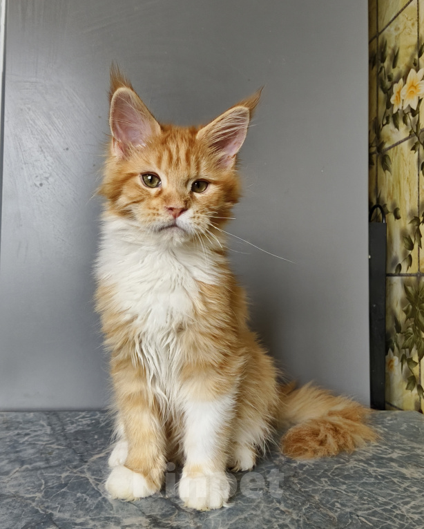 Кошки в Москве: Котёнок Мейн-кун Девочка Девочка, 55 000 руб. - фото 3