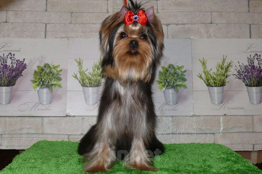 Собаки в Королеве: Йорк девочка 6 мес. Девочка, 110 000 руб. - фото 2