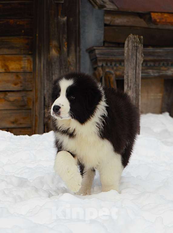Собаки в других городах Владимирской области: щенок австралийской овчарки. Мальчик, 60 000 руб. - фото 5