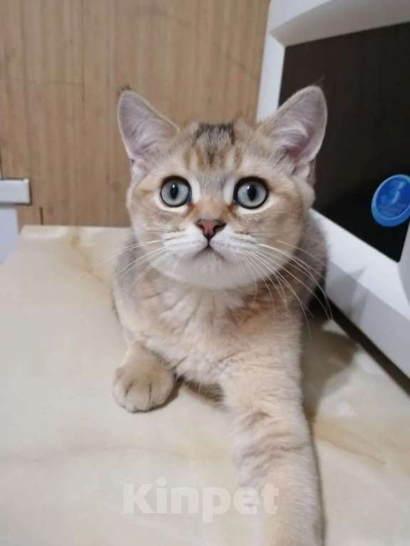 Кошки в Челябинске: Британская шиншилла золото Мальчик, 25 000 руб. - фото 1