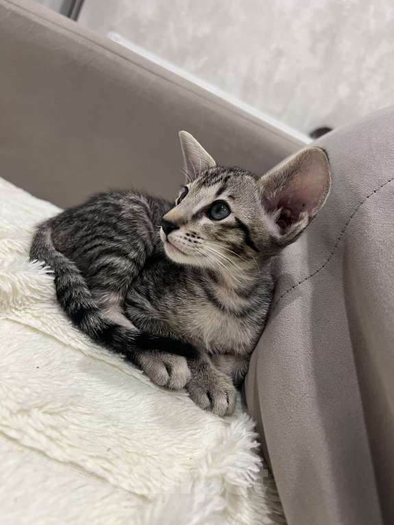 Кошки в Ростове-на-Дону: Ориентальный котёнок Мальчик, 25 000 руб. - фото 1