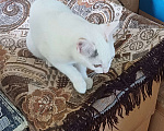 Кошки в других городах Пермского края: Кошка Девочка, Бесплатно - фото 2