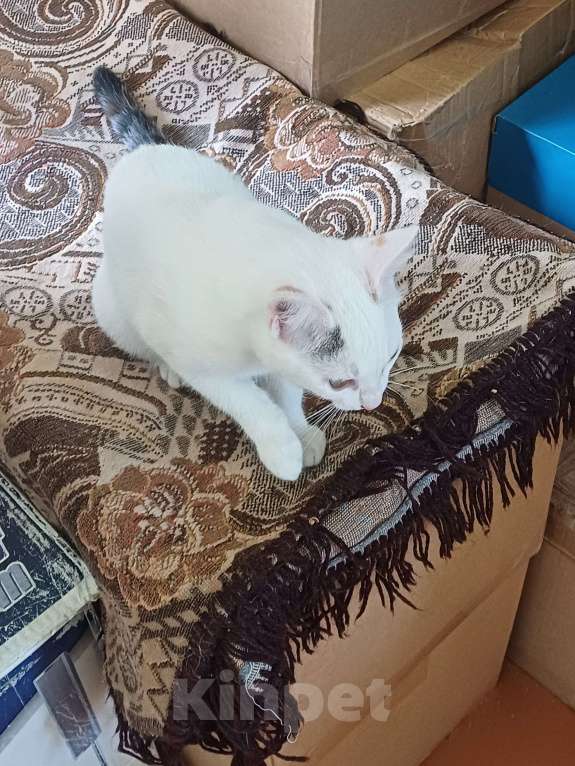 Кошки в других городах Пермского края: Кошка Девочка, Бесплатно - фото 2