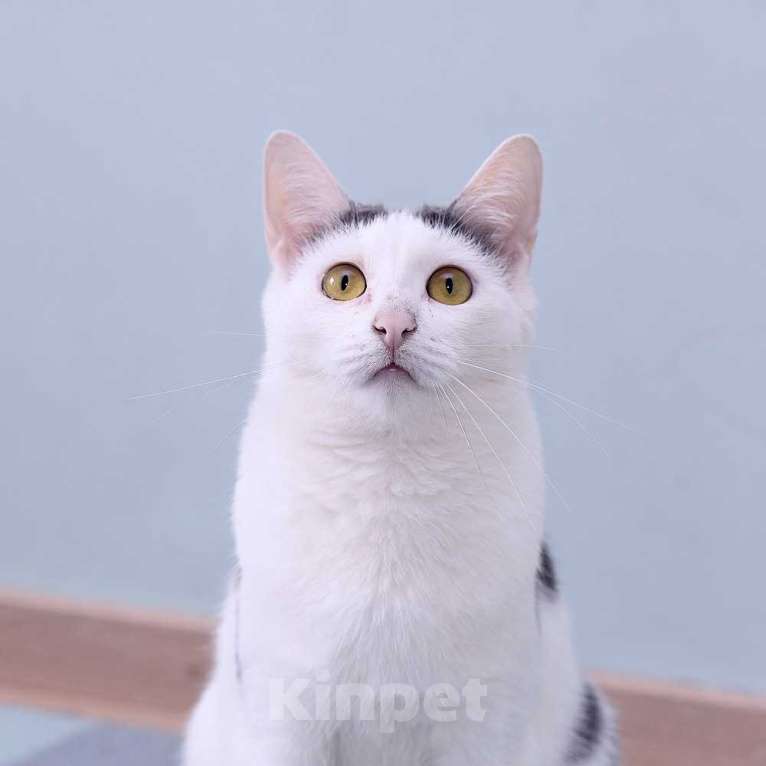 Кошки в Москве: Спокойный и нежный кот Лютик в добрые руки Мальчик, Бесплатно - фото 3