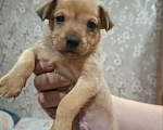 Собаки в Воскресенске: На продажу Мальчик, Бесплатно - фото 1