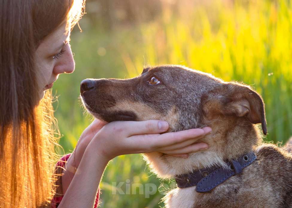 Собаки в Москве: Небольшая собачка в добрые руки! Девочка, Бесплатно - фото 3