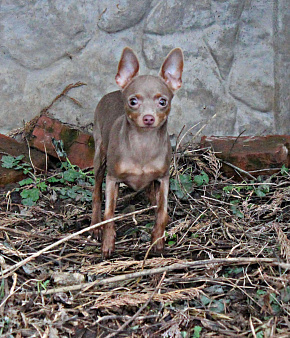 Лиловая девочка