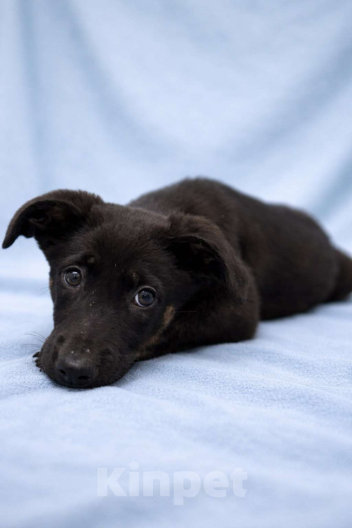 Собаки в Химках: Мальчик Элвис Мальчик, Бесплатно - фото 1