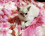 Кошки в Мытищах: Британские котята  Девочка, 15 000 руб. - фото 2
