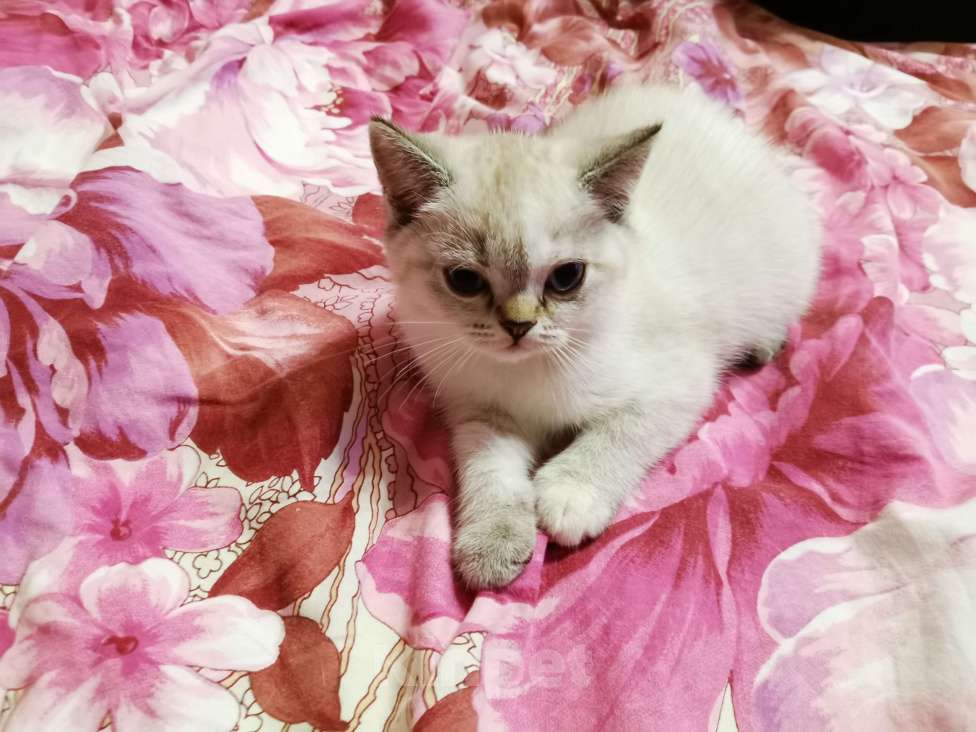 Кошки в Мытищах: Британские котята  Девочка, 15 000 руб. - фото 2