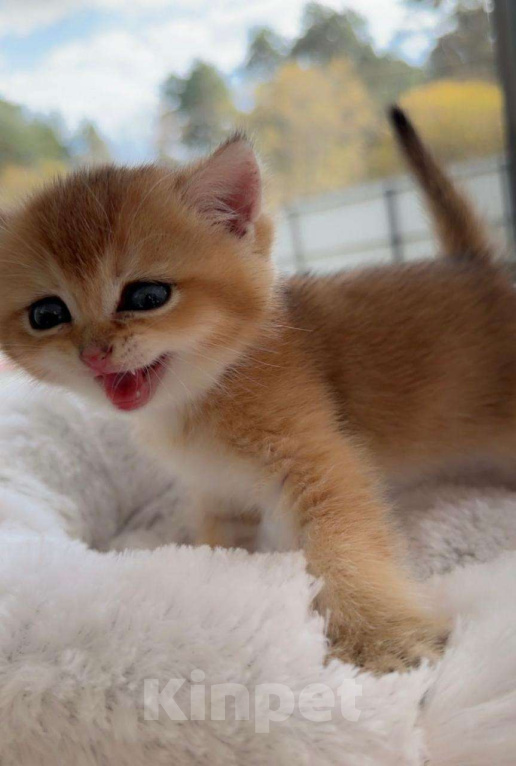 Кошки в Томске: Британские котята Мальчик, 37 000 руб. - фото 3