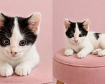 Кошки в Краснодаре: Котенок девочка Девочка, Бесплатно - фото 2