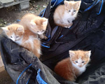 Кошки в Суздале: Рыжие котята Мальчик, 10 руб. - фото 1