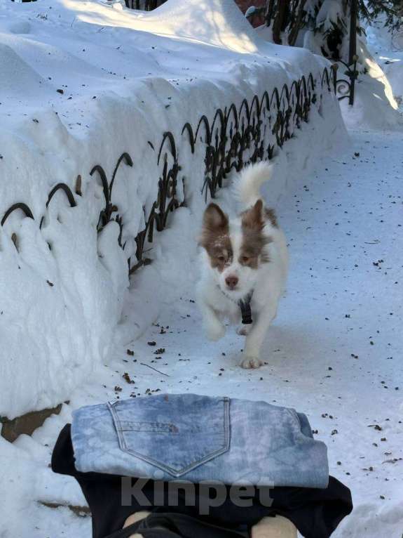 Собаки в Москве: Прелестная собачка Лиза в добрые руки Девочка, Бесплатно - фото 7