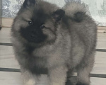 Собаки в Москве: Сука немецкого вольфшпиц кеесхонд Девочка, 100 000 руб. - фото 1