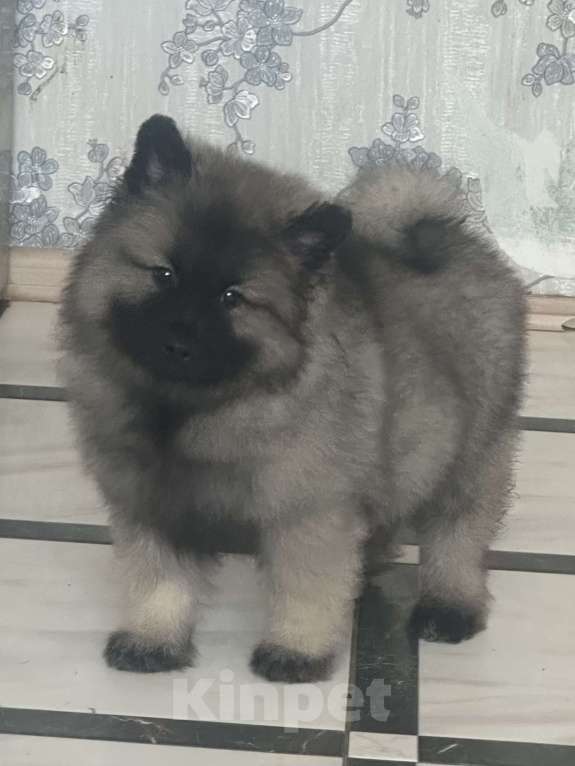 Собаки в Москве: Сука немецкого вольфшпиц кеесхонд Девочка, 100 000 руб. - фото 1