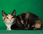 Кошки в Люберцах: Котёнок Кимико в добрые руки Девочка, 1 руб. - фото 2