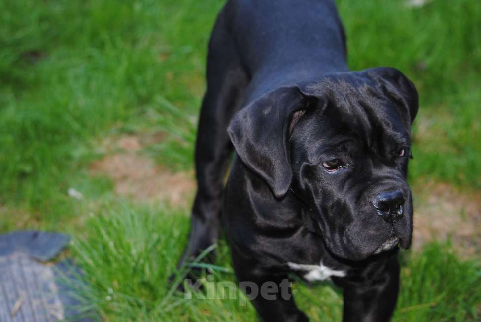 Собаки в Брянске: Щенок кане-корсо Мальчик, Бесплатно - фото 2