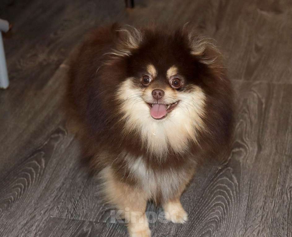 Собаки в Москве: взрослый кобель Шпица Мальчик, 55 000 руб. - фото 2