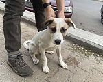 Собаки в Уфе: найдена потерянная собака, потерялась собака Мальчик, Бесплатно - фото 5