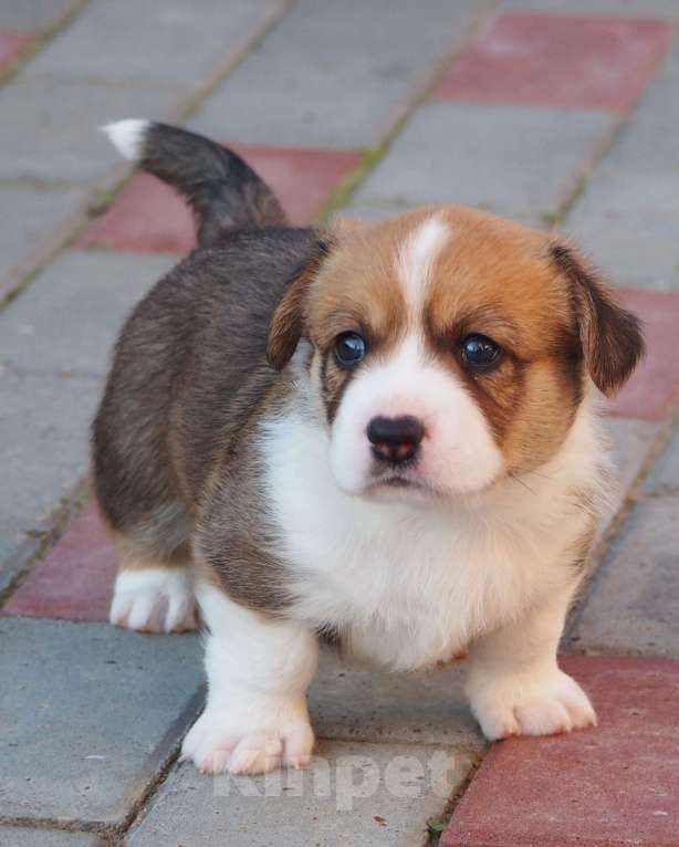 Собаки в Кстово: Шикарный парниша  Мальчик, Бесплатно - фото 4