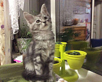 Кошки в Кувшиново: Котята мейн кун, 10 000 руб. - фото 10