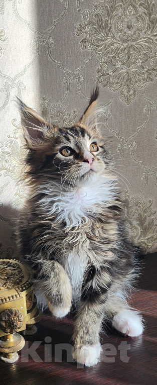 Кошки в Москве: Котята мейн-кун Мальчик, 40 000 руб. - фото 2
