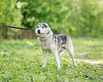 Собаки в Видном: Акелла, метис маламута 5 лет Мальчик, Бесплатно - фото 3