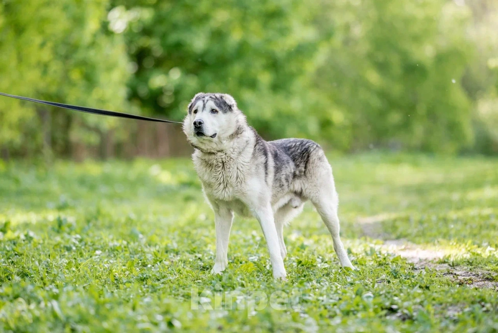 Собаки в Видном: Акелла, метис маламута 5 лет Мальчик, Бесплатно - фото 3