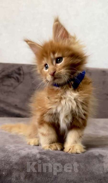 Кошки в Иркутске: Котик мейн-кун Мальчик, 35 000 руб. - фото 1