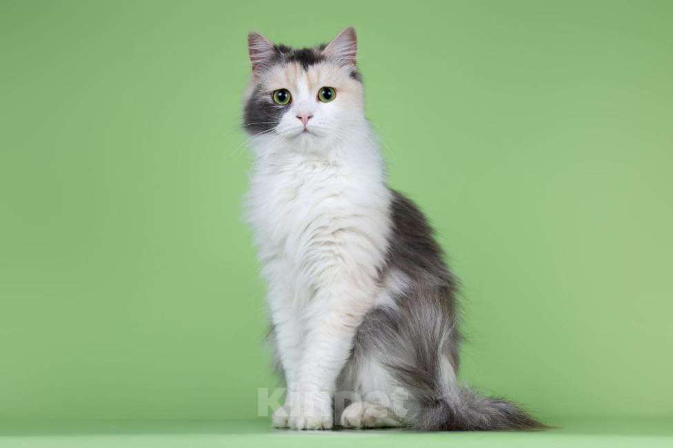 Кошки в Москве: Мадонна ищет семью Девочка, 50 руб. - фото 7