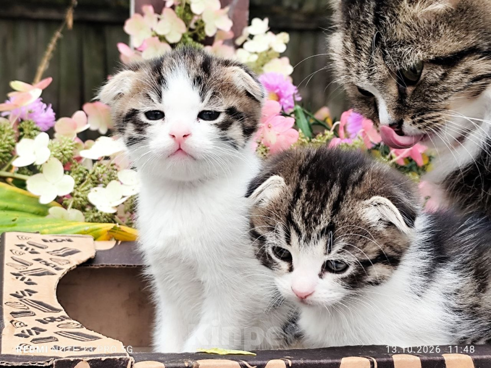 Кошки в Москве: Котенок мальчик от домашней кошки Сибирской породы. Отец вислоухий шотландец. Мальчик, 7 000 руб. - фото 4